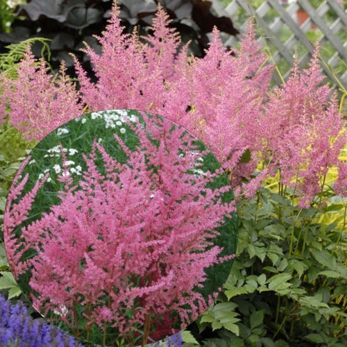 Astilbe japonica 'Rheinland' - Jaapani astilbe 'Rheinland' C2/2L